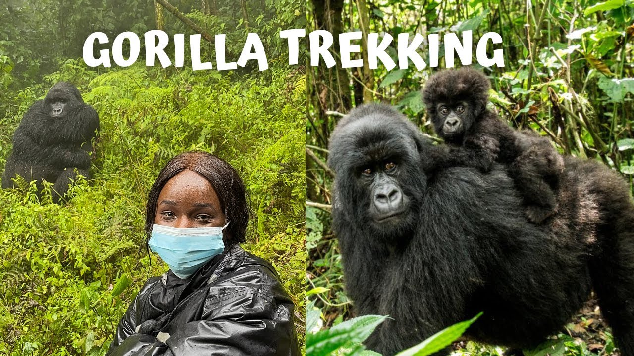 GORILLA TREKKING IN RWANDA 2022 | All you need to know