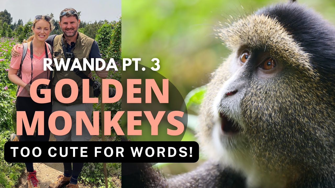 Trekking in Rwanda Part 3 | Golden Monkeys in Volcanoes National Park - too entertaining to miss!
