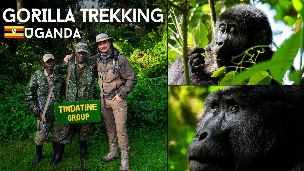 Gorilla Trekking Bwindi National Park Uganda | Overlanding Africa