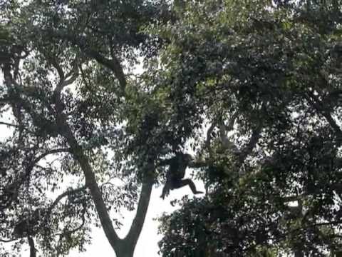 Tracking Chimpanzees, Nyungwe Forest National Park, Rwanda