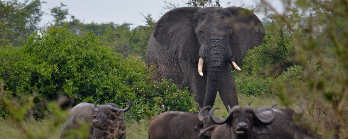 Buffalo and Elephant Viewing in Ishasha Sector