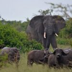 Buffalo and Elephant Viewing in Ishasha Sector