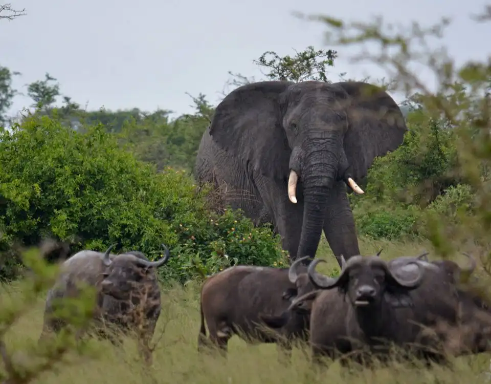 Buffalo and Elephant Viewing in Ishasha Sector