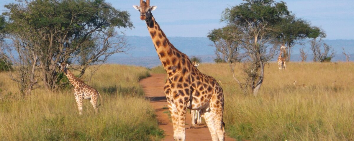 9 Days Uganda Luxury Safari