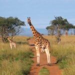 9 Days Uganda Luxury Safari