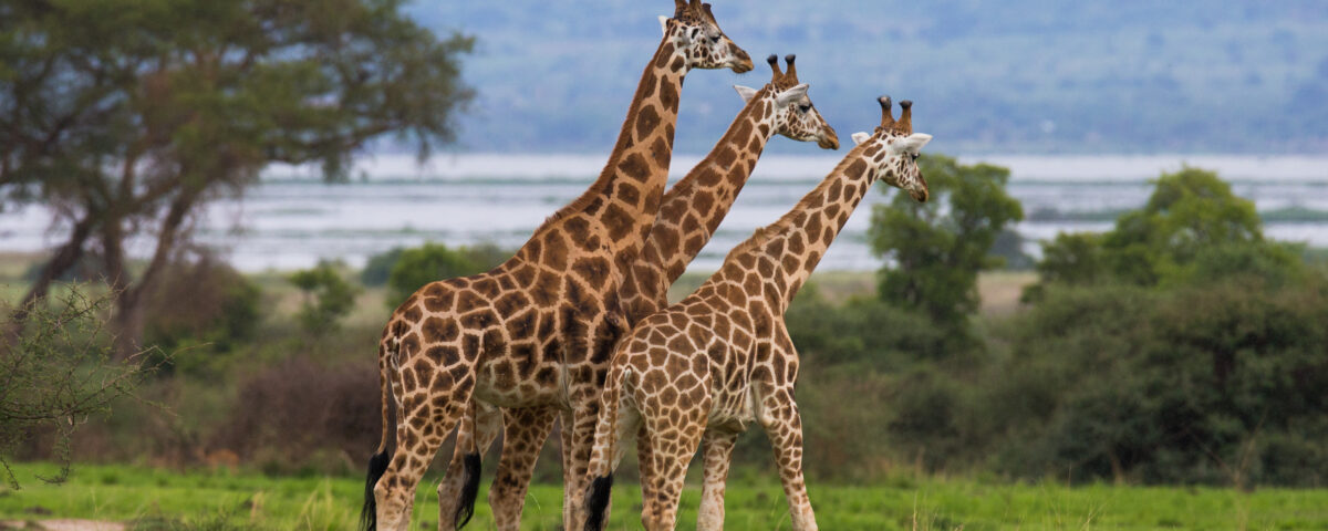 9 Days Uganda Tailor Made Tour