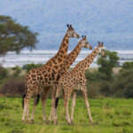 9 Days Uganda Tailor Made Tour