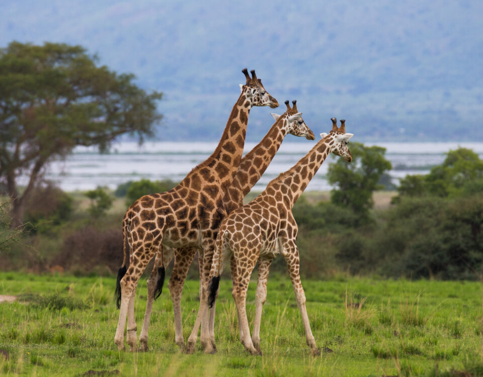 9 Days Uganda Tailor Made Tour