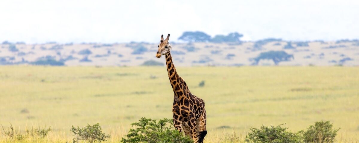 Kenya Uganda Rwanda Safari