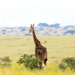Kenya Uganda Rwanda Safari