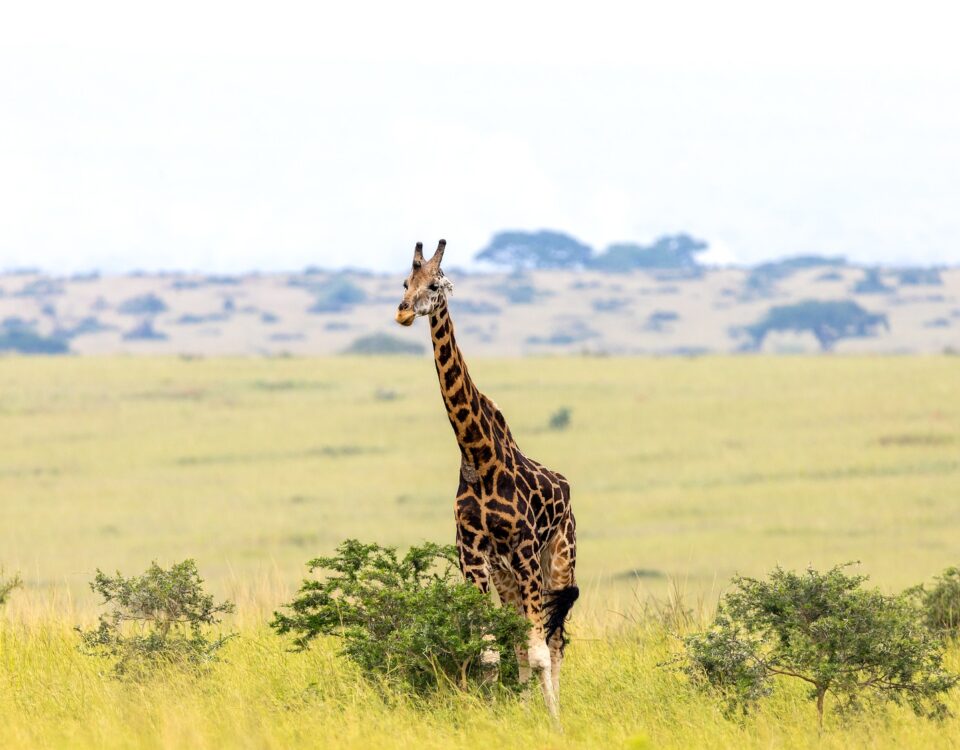 Kenya Uganda Rwanda Safari