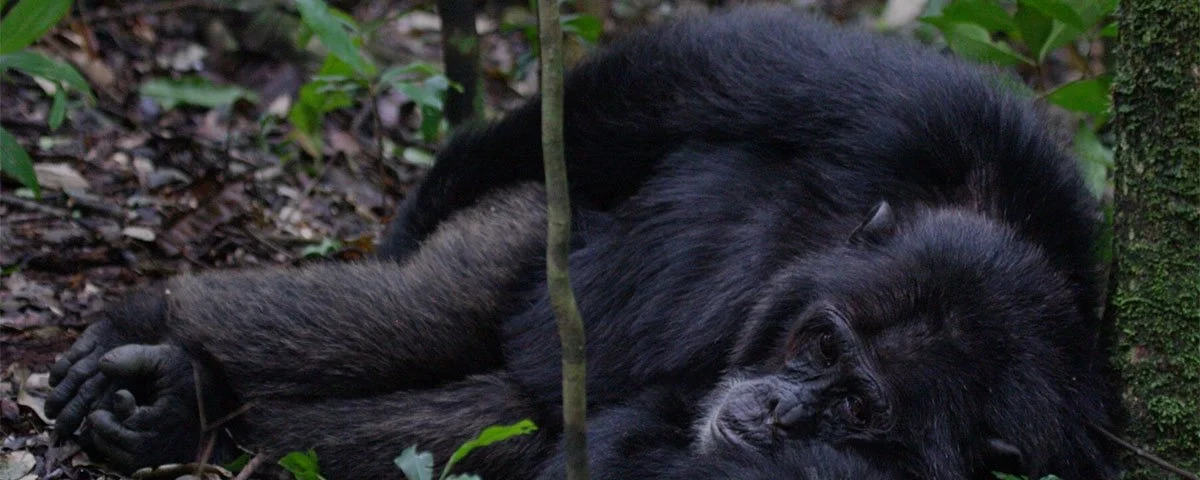 Is Chimpanzee Trekking Ethical?