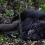 Chimpanzee Tracking in Kibale Forest National Park