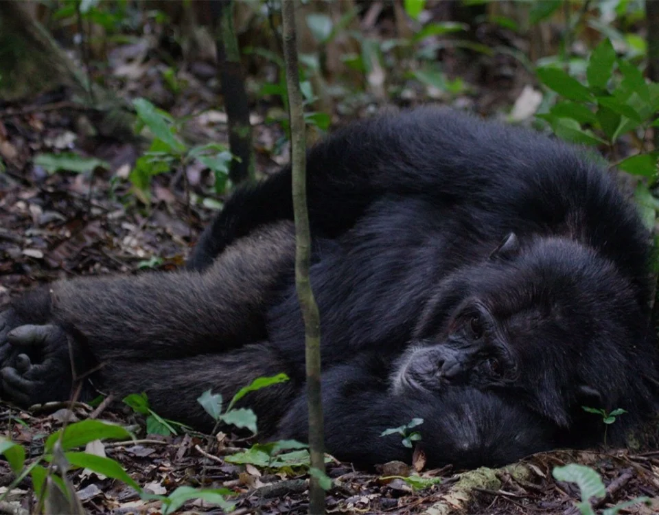 Chimpanzee Tracking in Kibale Forest National Park