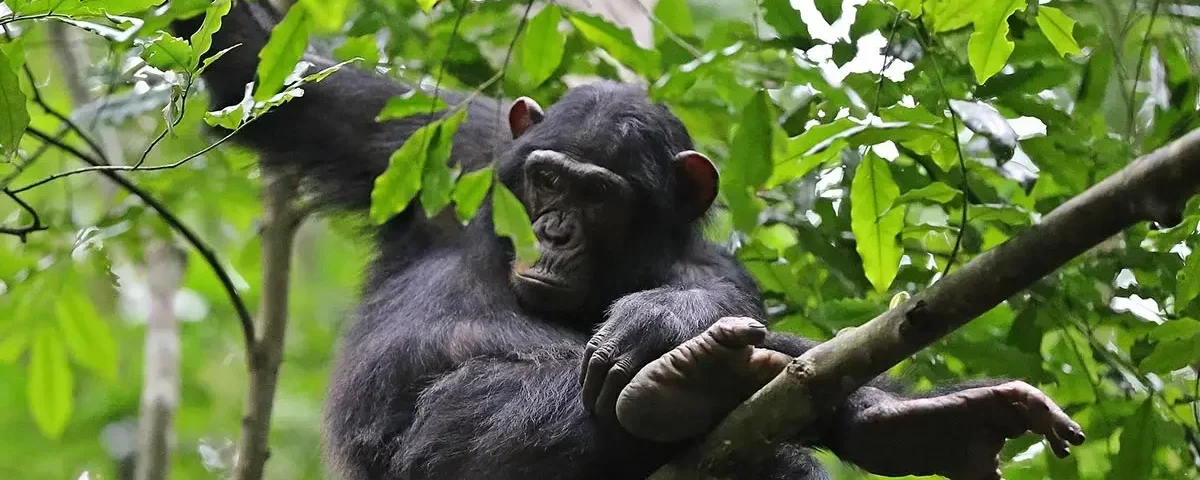 Primate Walk in Kyambura Gorge