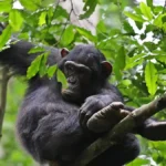Primate Walk in Kyambura Gorge