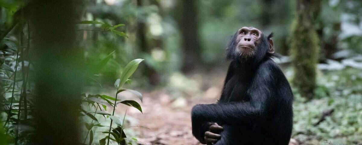 Chimpanzee Tracking in Budongo Forest