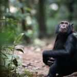 Chimpanzee Tracking in Budongo Forest