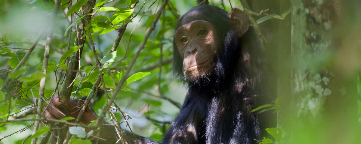 Chimpanzee Tracking in Kalinzu Forest Reserve