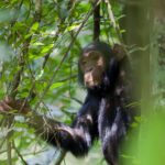 How Long Does It Take for a Chimpanzee to Walk?