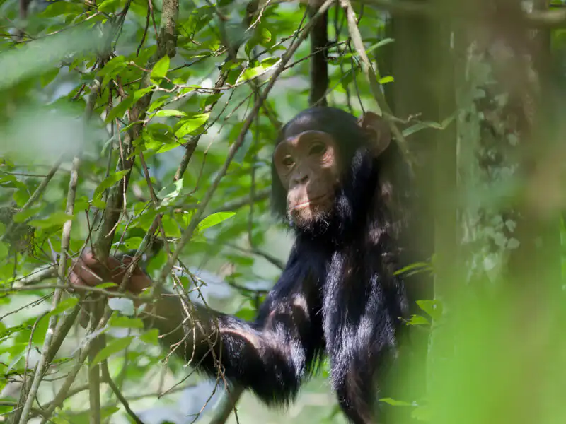 How Long Does It Take for a Chimpanzee to Walk?