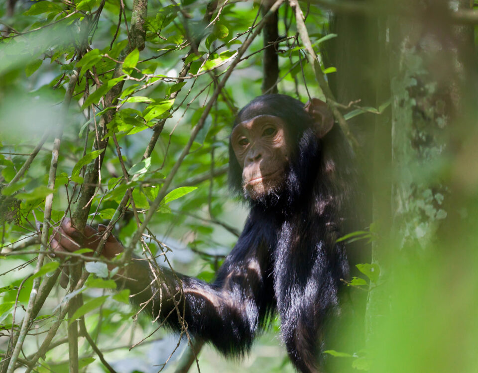 Chimpanzee Tracking in Kalinzu Forest Reserve