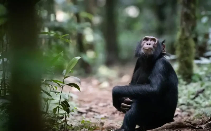 What Is the Lifespan of a Chimpanzee?