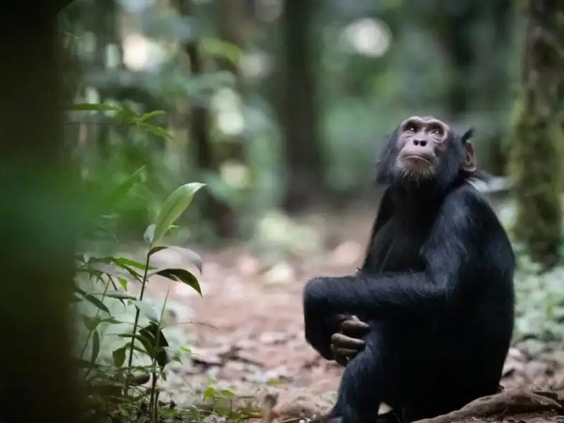 What Is the Lifespan of a Chimpanzee?