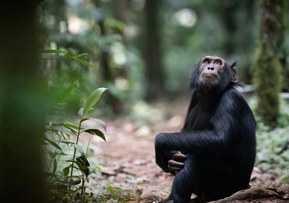 Chimpanzee Tracking in Budongo Forest