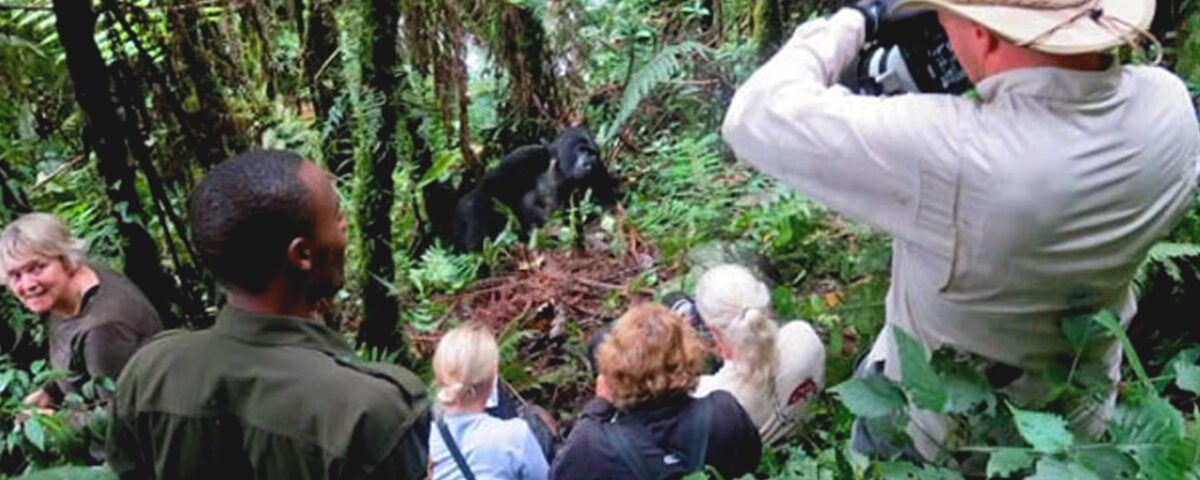Uganda Gorilla Trekking Experience