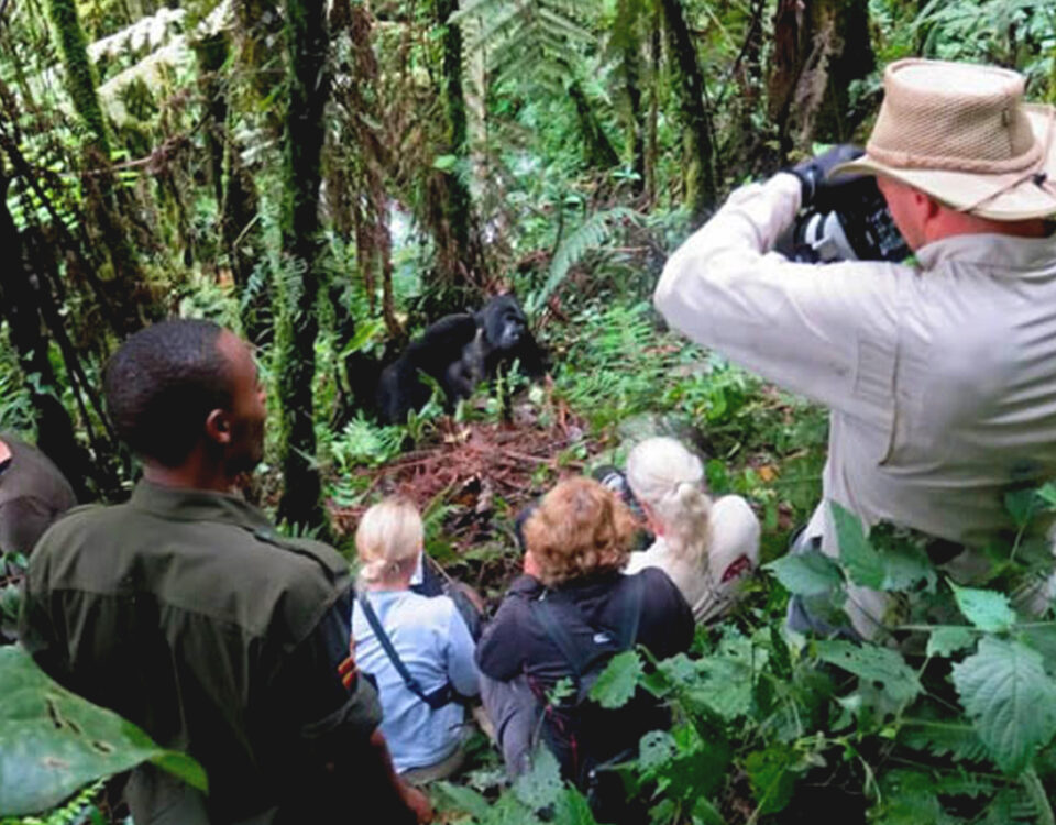 Uganda Gorilla Trekking Experience