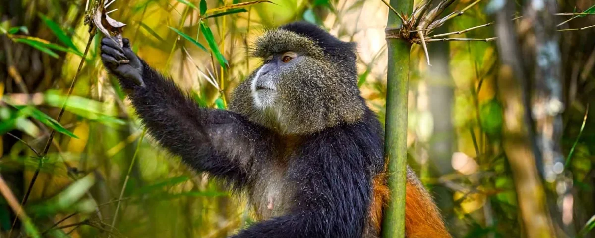 Golden Monkey Tracking in Mgahinga