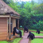 Mountain Gorilla Trekking in Mgahinga Gorilla National Park