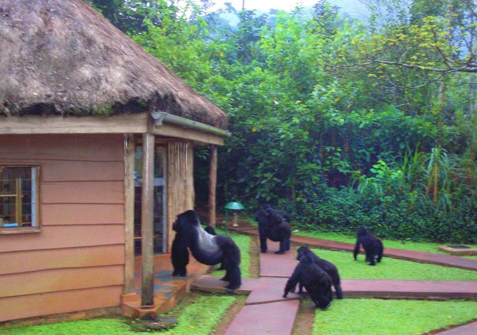 Mountain Gorilla Trekking in Mgahinga Gorilla National Park