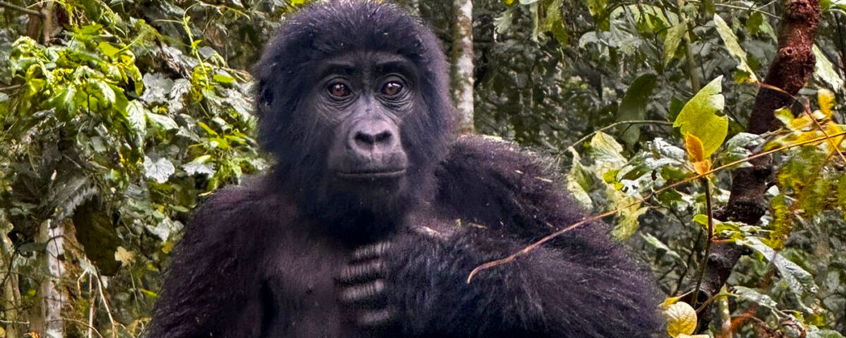 Uganda Rwanda Experiences