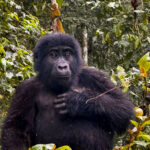 Uganda Rwanda Experiences