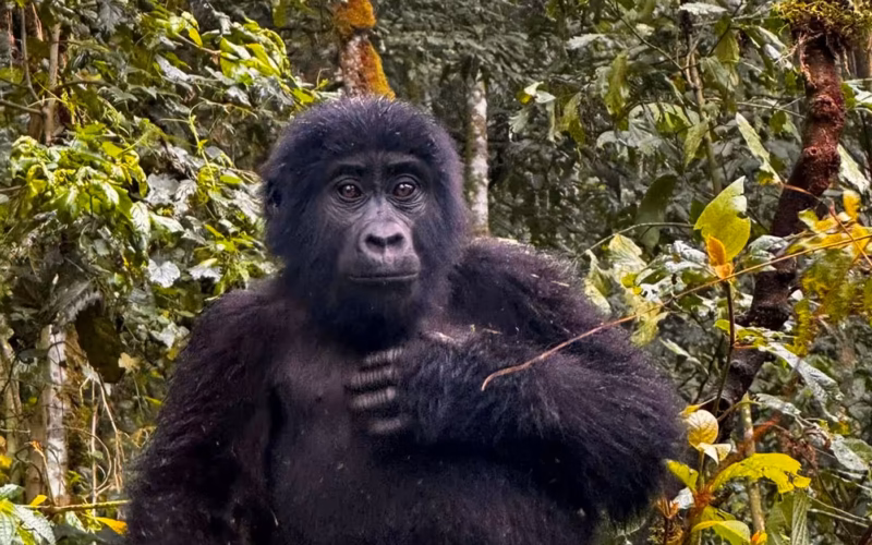 How Do I Get a Gorilla Trekking Permit