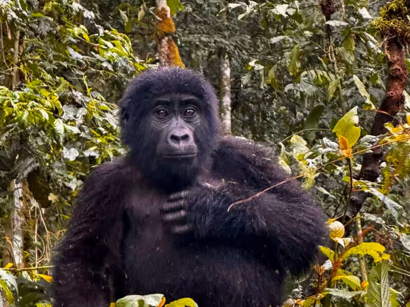 How Do I Get a Gorilla Trekking Permit