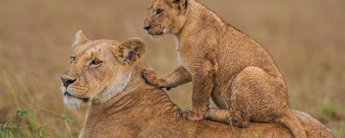 Spot Tree-Climbing Lions in Ishasha Sector