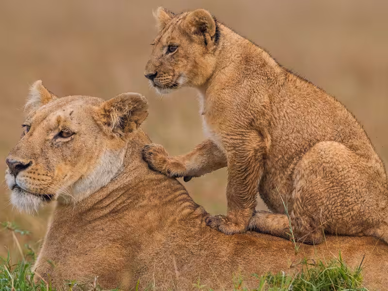 Spot Tree-Climbing Lions in Ishasha Sector