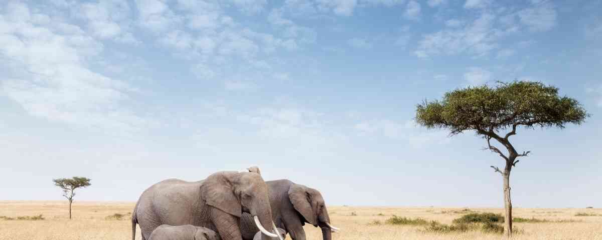 The Ultimate Guide to Gorilla Trekking in Bwindi