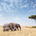 The Ultimate Guide to Gorilla Trekking in Bwindi