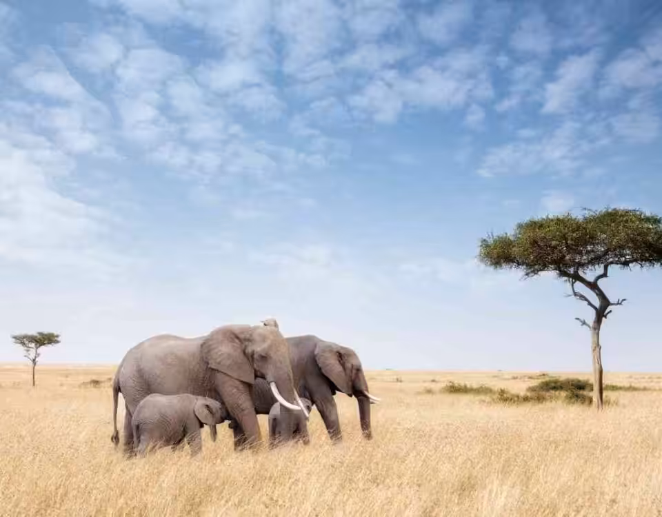 The Ultimate Guide to Gorilla Trekking in Bwindi