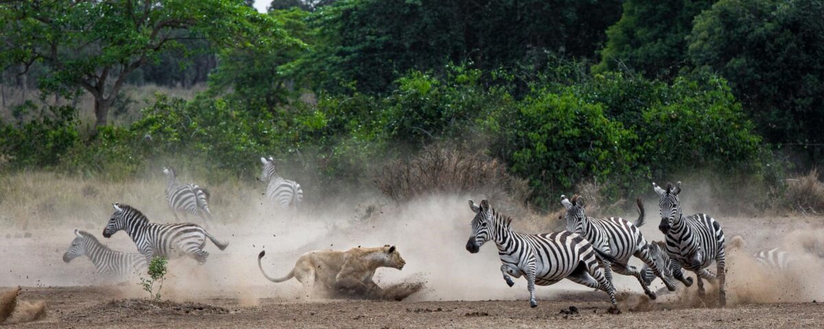 Game Drive at Katonga Wildlife Reserve