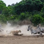 Game Drive at Katonga Wildlife Reserve