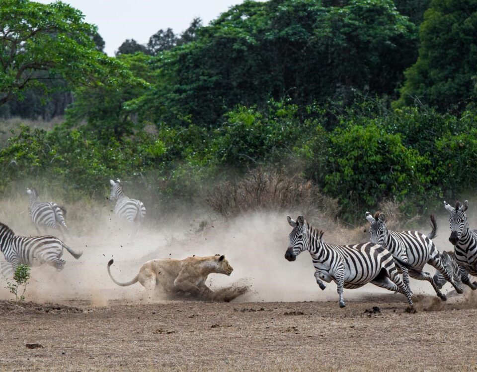 Game Drive at Katonga Wildlife Reserve