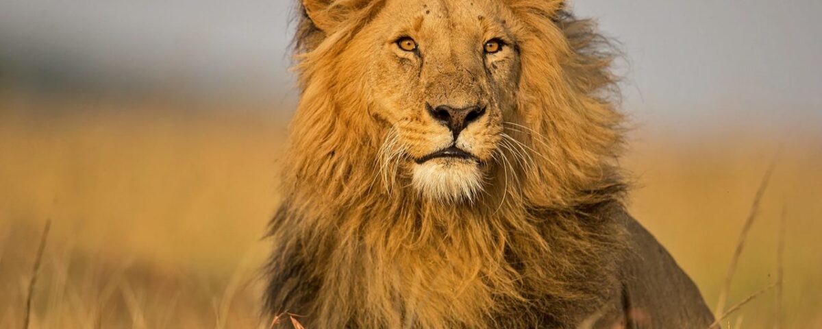 Lion Tracking Experience in Queen Elizabeth National Park