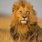 Lion Tracking Experience in Queen Elizabeth National Park