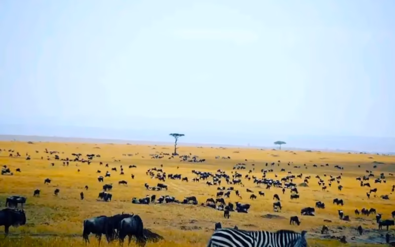 Kenya Tanzania Safari Adventure 7 Great Wildlife Migration Experience