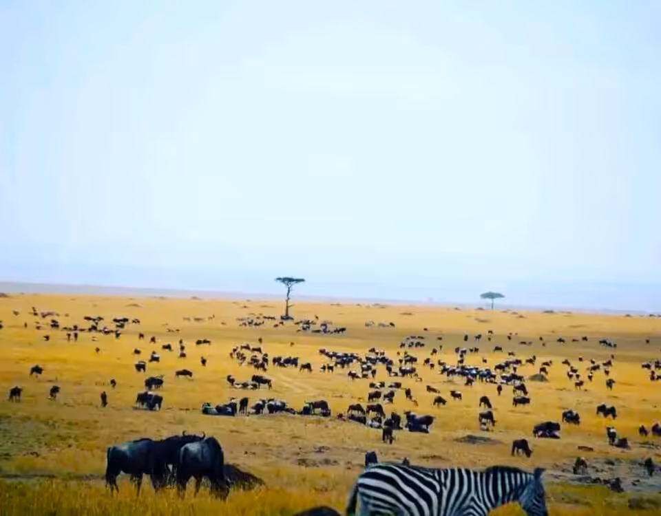 Great Wildlife Migration Experience